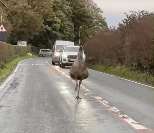 The Emu was spotted along Ashton Road in Lancaster.