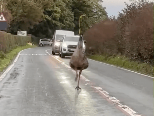 The Emu was spotted along Ashton Road in Lancaster.