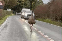 The Emu was spotted along Ashton Road in Lancaster.