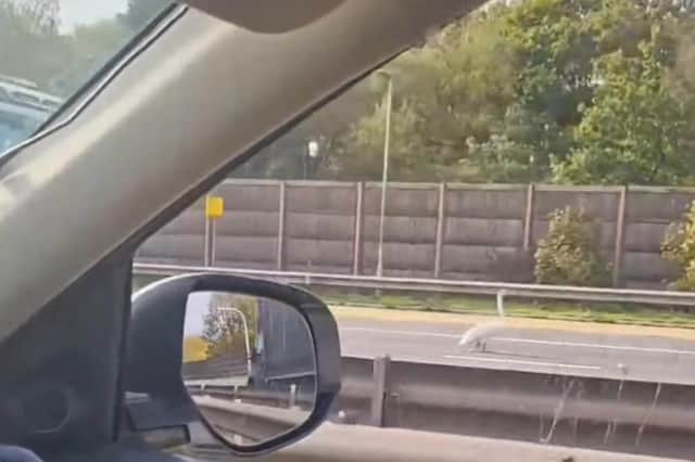 Shocked motorists are currently doing a double take as a swan strutting down the M6 has shut three lanes.