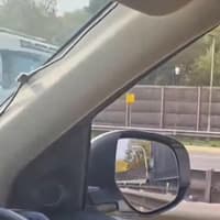 Shocked motorists do a double take as swan strutting down the M6 shuts three lanes