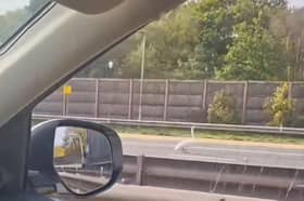 Shocked motorists are currently doing a double take as a swan strutting down the M6 has shut three lanes. 