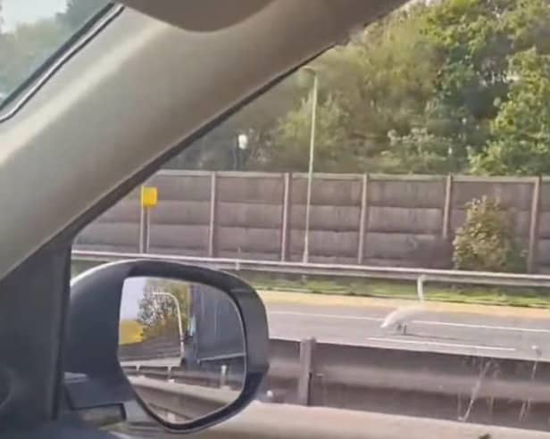 Shocked motorists are currently doing a double take as a swan strutting down the M6 has shut three lanes. 