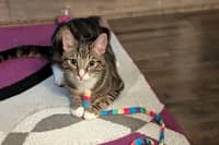 Gorgeous cat named Boo is currently at the RSPCA in Preston and needs a home in time for Halloween