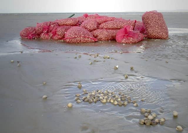 The scene of the Morecambe cockling disaster in 2004.