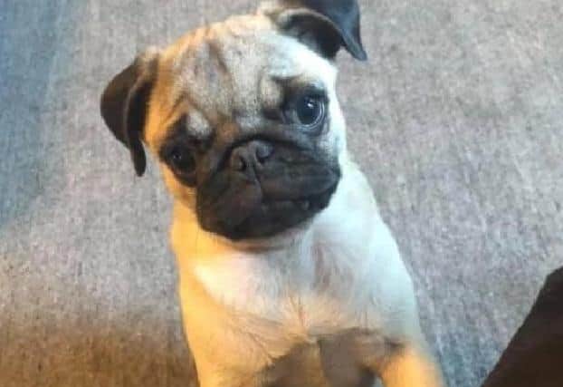 Indie the pug was stolen from a home in Standish on Tuesday, November 12. David and Natalie Taylor