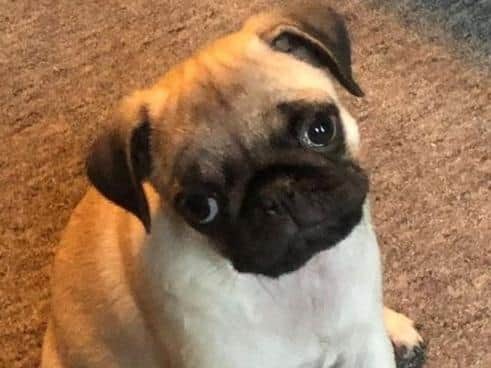 David and Natalie Taylor are offering a 7,500 reward for the pug's safe return. Pic: David and Natalie Taylor