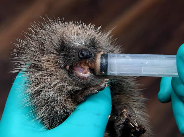 Preston Hedgehog Rescue are raising money for an incubator to help care for hogs through the winter months