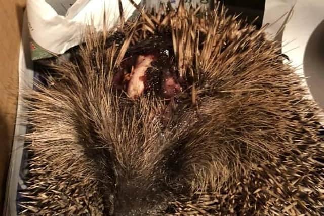This hog had to be euthanised after a firework was strapped to its head and set off in Pendlebury Close, Longton on November 8. Pic: Preston Hedgehog Rescue