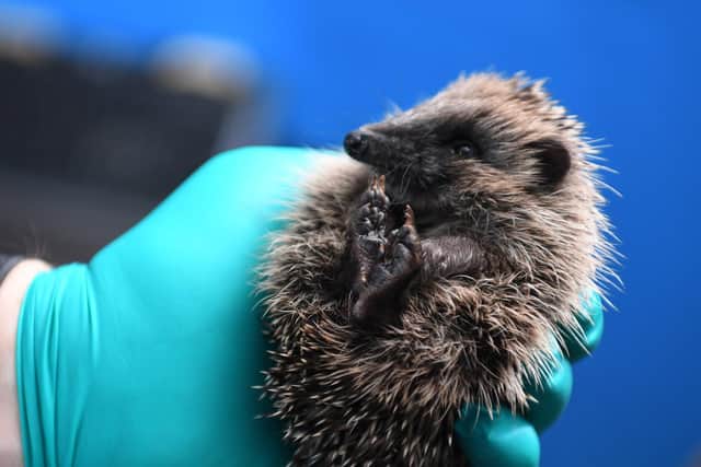 A Go Fund Me campaigner has been set up to help support Preston Hedgehog Rescue through the winter months