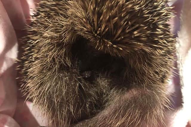 The hedgehog which had been kicked about like a football by young people had to be put down  with its injuries
