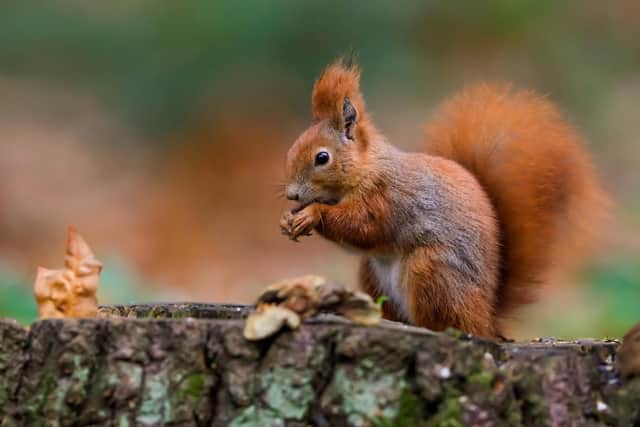 Lancashire is one of the only parts of Britain where you still might see a red squirrel. Picture: Shutterstock