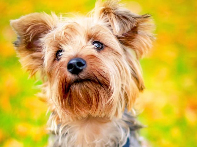 New study finds clever dogs can recognise what their owners and other people are saying to them
