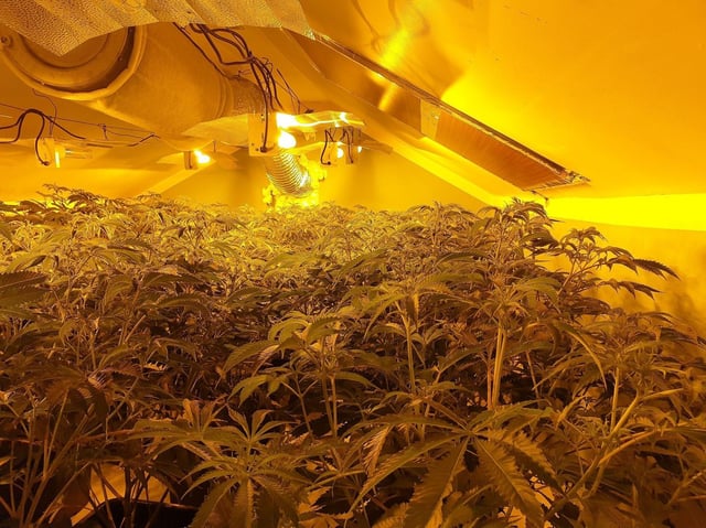 The cannabis found by police on Broadgate