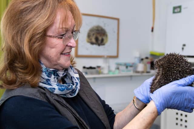Mary Swindlehurst runs Leyland Hedgehog Rescue, which provides first aid and rehabilitation to sick hedgehogs.