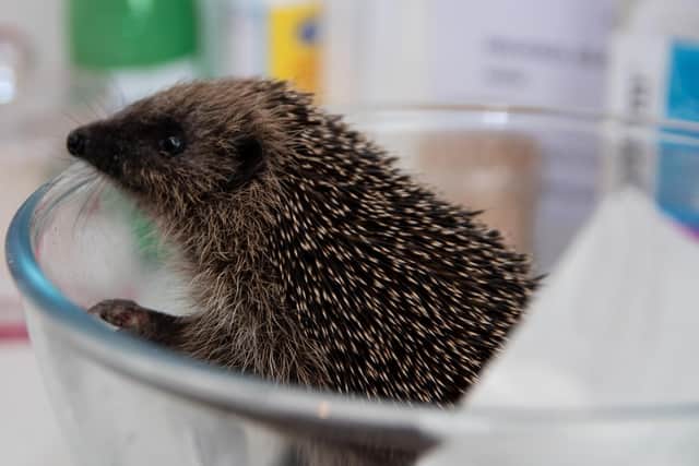 Hoglets born in August and September are unlikely to survive the winter in the wild without the support of a rescue centre, says Mary.