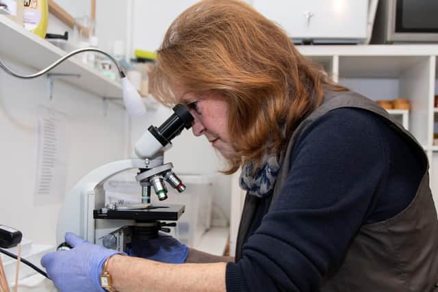 Mary examining a sick hedgehog's faeces under a microscope to help determine its illness.