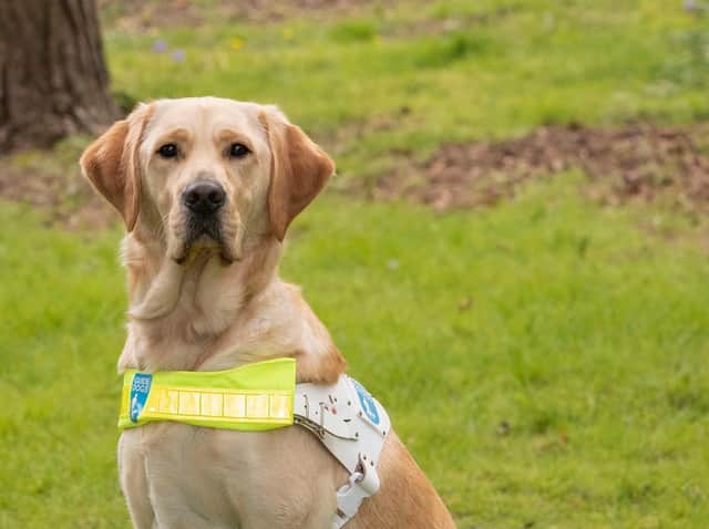 Guide dog Barry, who was recently 'partnered' with a person with sight loss thanks to the efforts of a Preston fund-raising group.