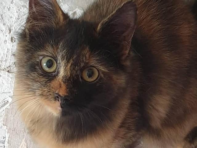 A kitten which was one of 10 cats found abandoned in a cardboard box in Greater Manchester last Christmas
