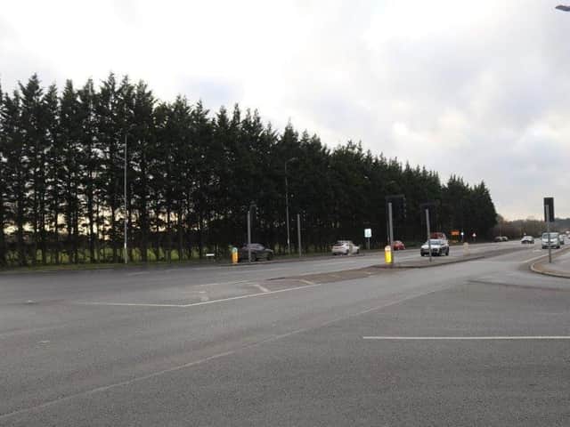 The Leylandii trees under threat at Singleton