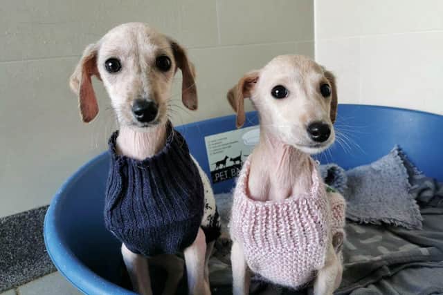 Holly and Ivy had been abandoned last Christmas and picked up by the RSPCA