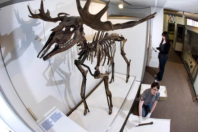 Horace the Elk, now on display at the Harris Museum in Preston