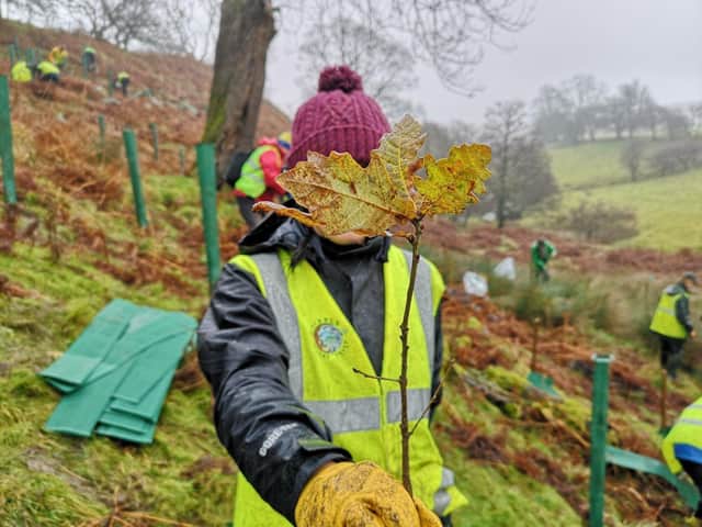 CAPTION: Big Tree Plant at Swardean Clough, in the Ribble Valley, in 2018