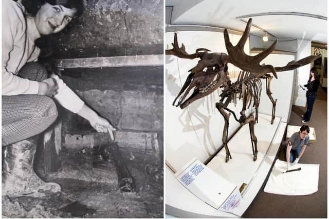 Patricia Lunn, who helped with the excavation of the elk found in the ground below a house in Carleton, and the skeleton on display in Preston's Harris Museum