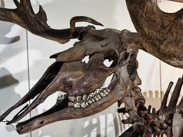 Ice age elk found beneath a house in Carlton