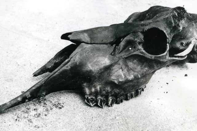 Elk's skull as it was recovered in 1970