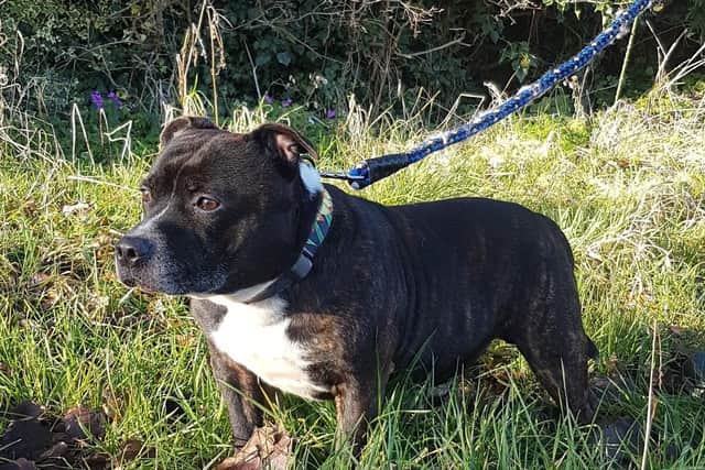 Cracker, a 7-year-old Staffie, was found tied up next to the altar in Sacred Heart Church, Blackpool on December 18. Pic - RSPCA