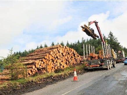 Larch tree felling underway in Scotland as part of the campaign