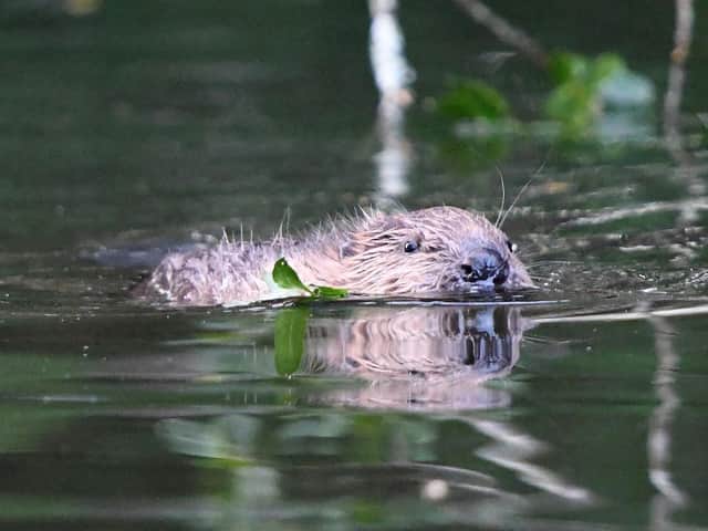 Beavers are to be reintroduced to the north west in an enclosed trial on the Lowther Estate, Cumbria. Picture: David Parkyn/Cornwall Wildlife Trust