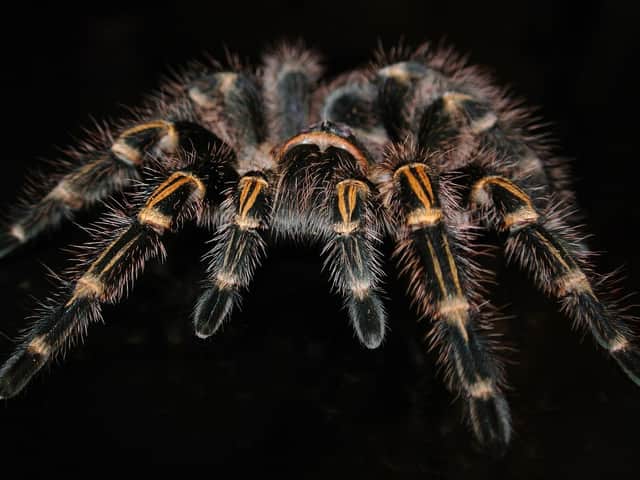 Dare you join the Making Friends with Spiders Fundraiser tonight?