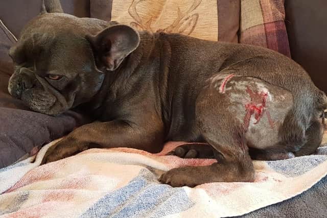 Three-year-old French bulldog Diesel suffered wounds to one of his back legs after he was attacked by what is believed to be a Bullmastiff.