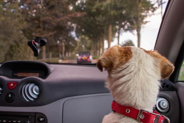 Pets are often considered an extension of the family, so they are regular vehicle passengers on the roads