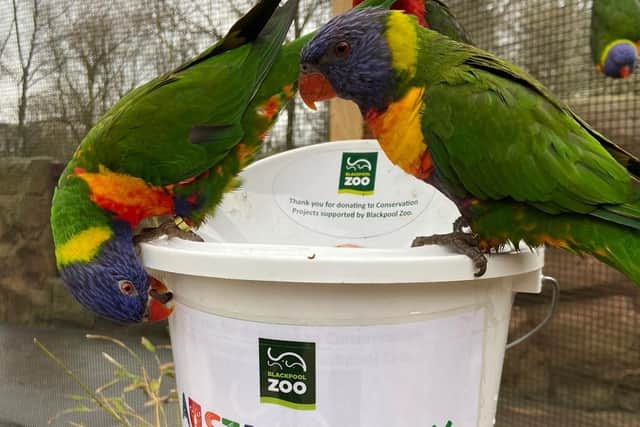 The Rainbow Lorikeets at Blackpool Zoo did their bit to help with fund-raising on Australia Day.