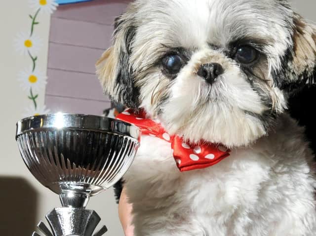 Pet Poser Trixie ... the winner of our competition in 2019