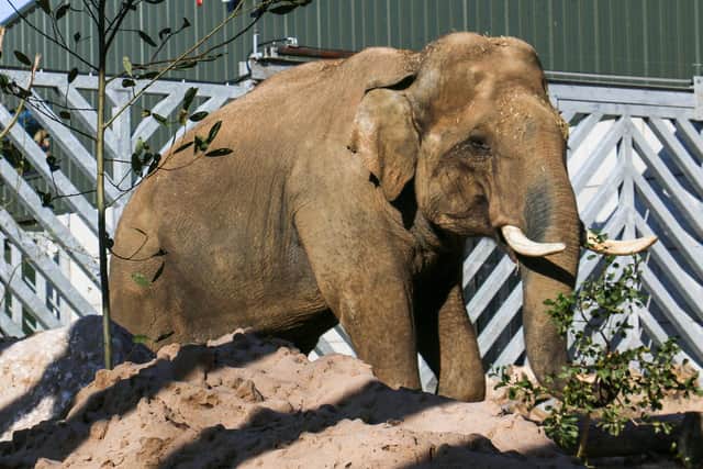 Emmett arrived at Blackpool Zoo last year, in a move conservationists across Europe hope will provide a boost for the Asian elephant species (Picture: Blackpool Zoo)