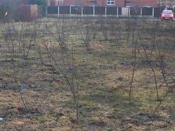 South Ribble Borough Council has planted trees in the playing field near Collins Road as part of a scheme to help tackle climate change.