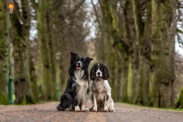 Iggy the collie and Rupert the spaniel. Pic: Cat Race