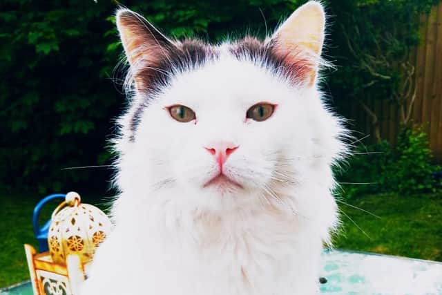 The Kirkham family pet, Mr. Cat, who who was fatally injured close to his home by a speeding motorist