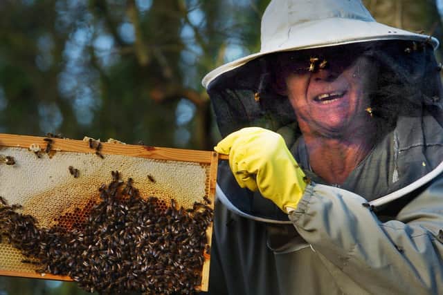 Steve Ganner and his bees