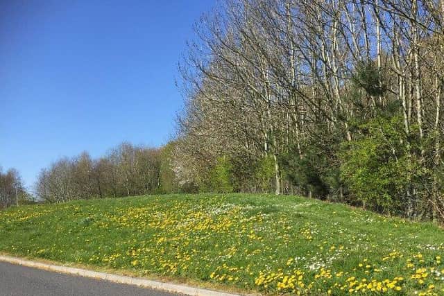 A South Ribble verge pictured last spring just before the first grass-cutting of the season...