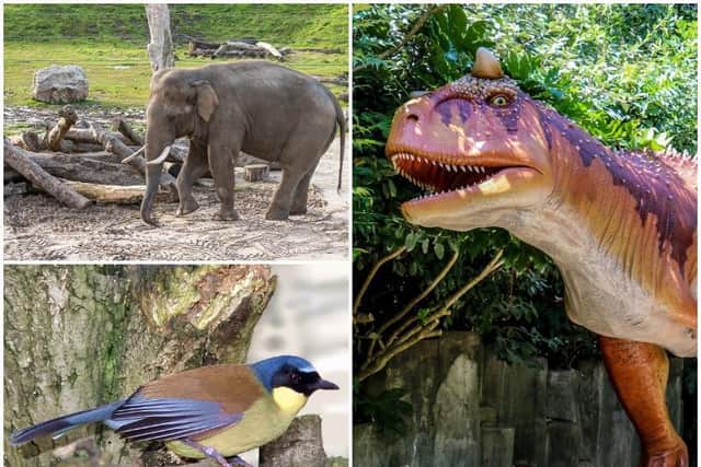 Visitors can meet the zoos latest and largest arrival Emmett the Asian Elephant, visit the three new aviaries,and head down to the dinosaur safari to see the animatronic prehistoric mega-beasts.