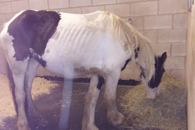One horse was underweight, depressed and full of lice CREDIT: RSPCA