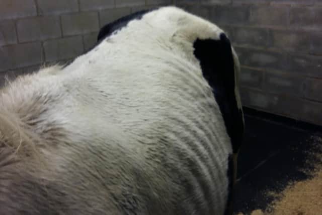 One horse was underweight, depressed and full of lice CREDIT: RSPCA