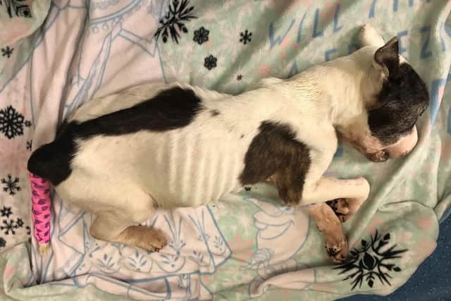 The emaciated dog, later named Oscar, died after he was taken for emergency treatment. (Credit: RSPCA)