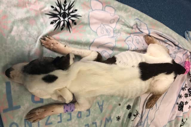 The RSPCA are appealing for information to trace his owner and for anyone who recognises him to get in touch.(Credit: RSPCA)