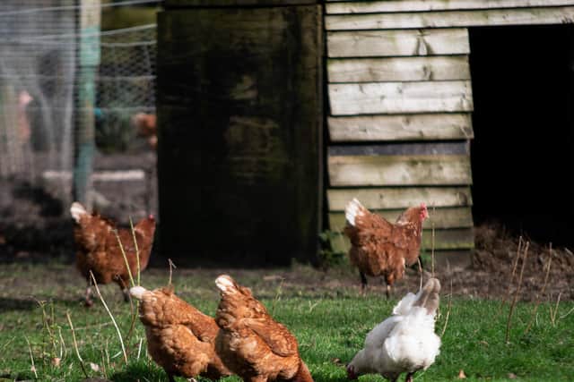 Lucky Hens Rescue in Wigan saved the brood from an enriched colony with 80 birds per cag.